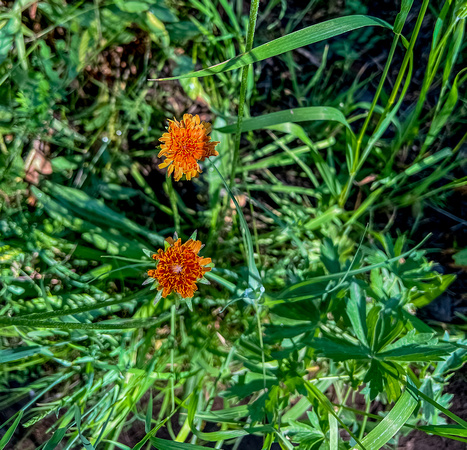 Orange Agoseris (Orange mountain dandelion), Agoseeris aurantiaca 7/14/22