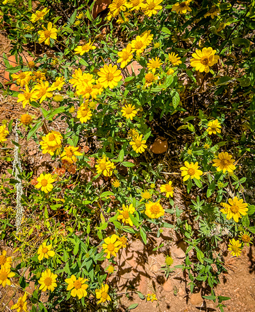 Showy Goldeneye, Heliomeris multiflora 8/21/22
