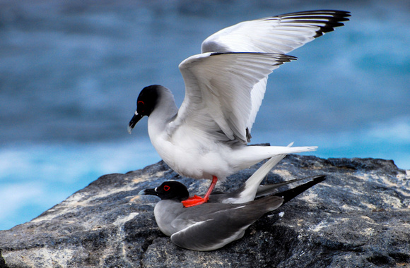 Swallow-tailed Gull, Galapagos