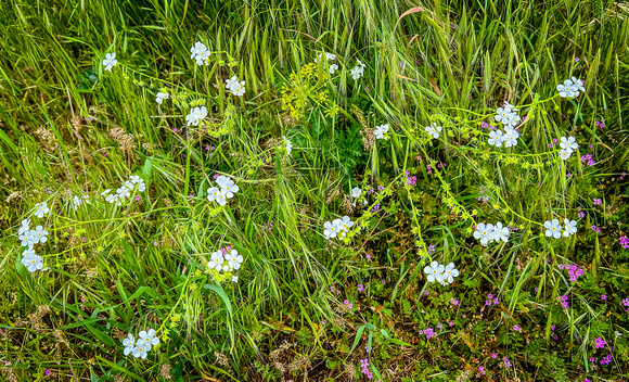 Manyflower Stickseed, Hackelia floribunda 6/4/22