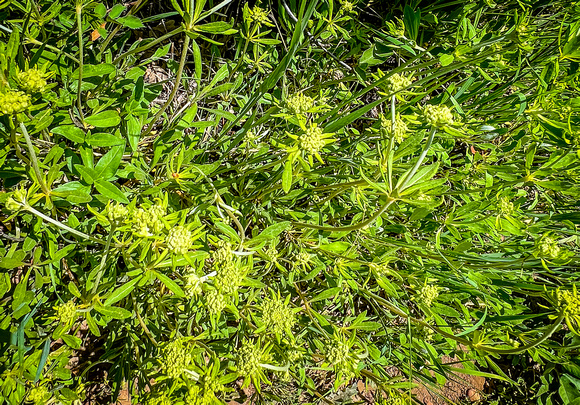 Parsnipflower Buckwheat, Erigonum heracleoides 6/12/22
