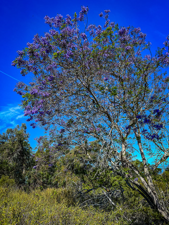 Blue Jacaranda, Jacaranda mimosifolia 5/9/22